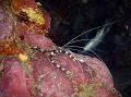 SIMILAN nov  2008 .PHOTO PHILIPPE (95)